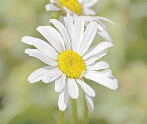 白色小雛菊花語|白色雛菊的花語是什麼,白色雛菊的花語是 ...